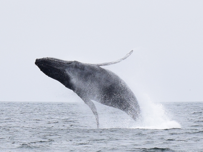 A whale breach (of of two) we saw in Montery, CA